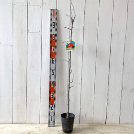 Apple Seedling, Alpine Maiden, 4.7 inches (12 cm) Pot Seedling, Apple