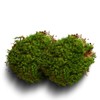 LUCKY PLANT Moss Terrarium Beding Live Moss Terrarium Moss for