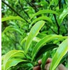 Oolong Tea 8.81oz /250g（30Bags）Phoenix Dancong （Honey Orchid Aroma）Chao Zhou Feng