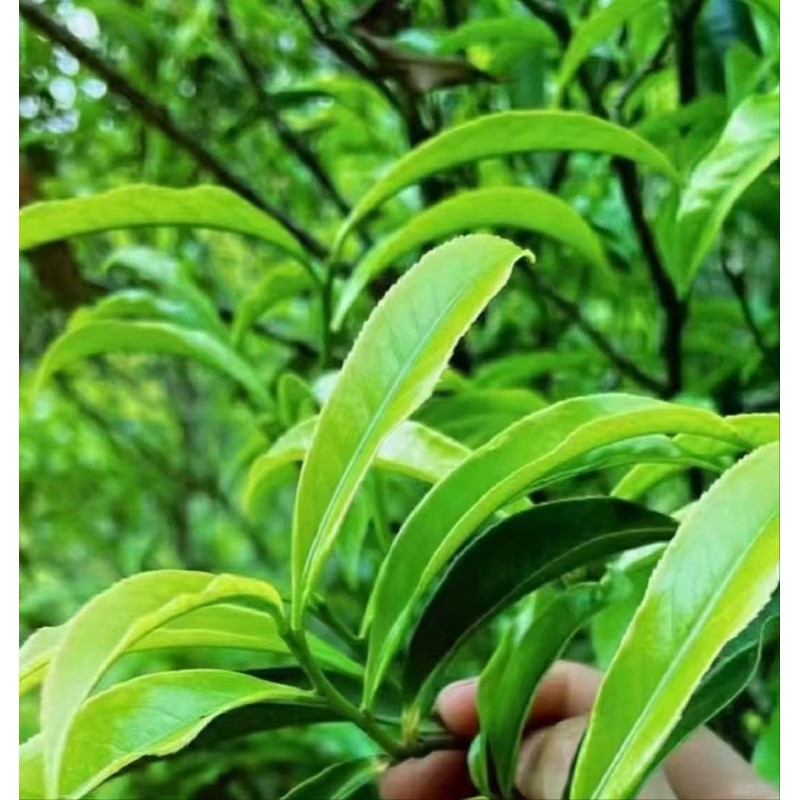 Oolong Tea 8.81oz /250g（30Bags）Phoenix Dancong （Honey Orchid Aroma）Chao Zhou Feng