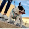 QTpawz French Bull Dog Vest Harness with Matching Leash, 4