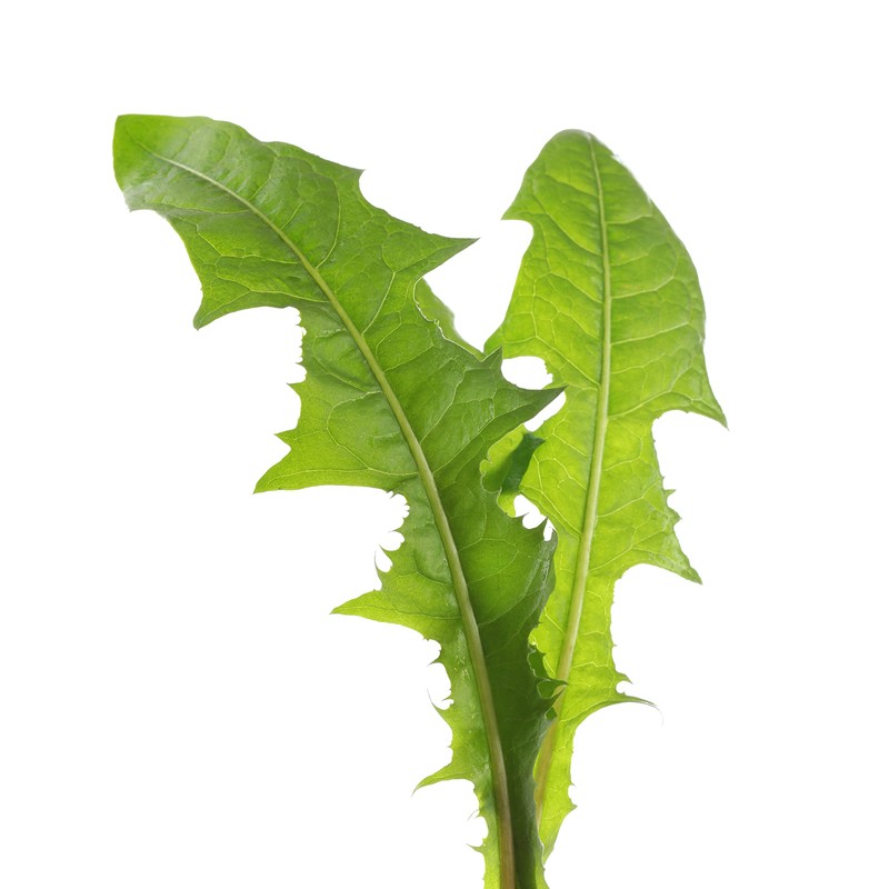 Dandelion Leaf (Taraxacum officinale) 50g - Health Embassy - 100%