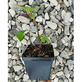 Greenwood Nursery: Live Trees - Fignomenal Dwarf Fig Tree + Ficus carica - [Qty: 20x 3.5 Pots] - (Click for Other Available Plants/Quantities)