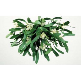 Quiet Time Boutique 1 oz Candle Soap Home Fragrance Oil- Mistletoe