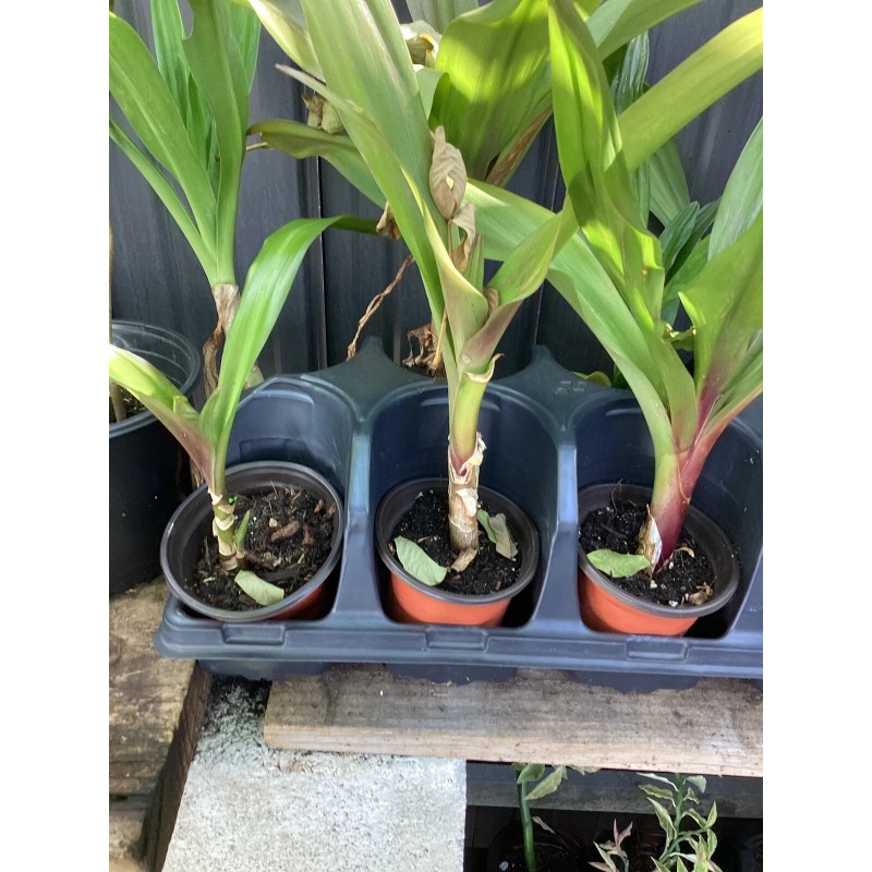 White Giant White Lilly (Crinum Asiaticum)/Spi