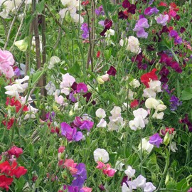 Outsidepride Sweet Peas Pearl Mix - 500 Seeds