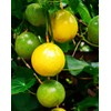 400 Pcs Passion Fruit Flower Seeds for Garden Decor
