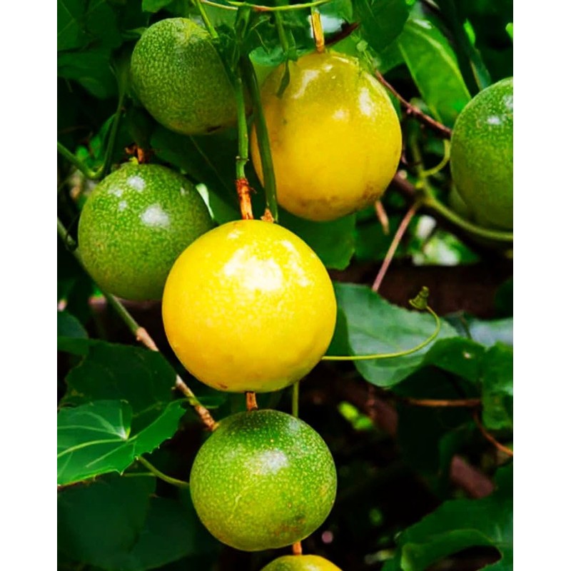 400 Pcs Passion Fruit Flower Seeds for Garden Decor