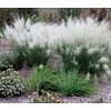 1 White Cloud Muhly Grass muhlenbergia Live Plant 3 Gallon