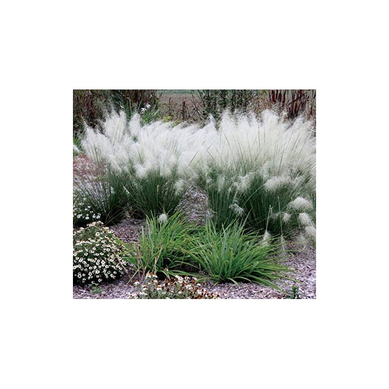 1 White Cloud Muhly Grass muhlenbergia Live Plant 3 Gallon