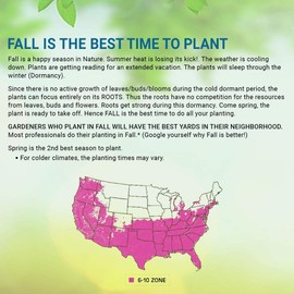 Pixies Gardens (50 Plants Bare Root) Trachelospermum Asiaticum Asiatic Jasmine Produces White Fragrant Flowers in Spring When Climbing. It's an Evergreen Trailing Vine.