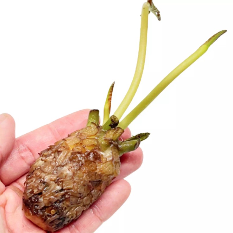 4 Pack Live Hardy Water Lilies Pre-Grown Tuber Rhizome Blue,