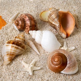 WeDoSoy 5PCS Large Hermit Crab Shells | Natural Sea Conch Size 2.8" - 3.9", Opening Size 1.5" - 2.5" | Turbo Seashells for Hermit Crab Supplies and Beach Decoration Large Sea Shell