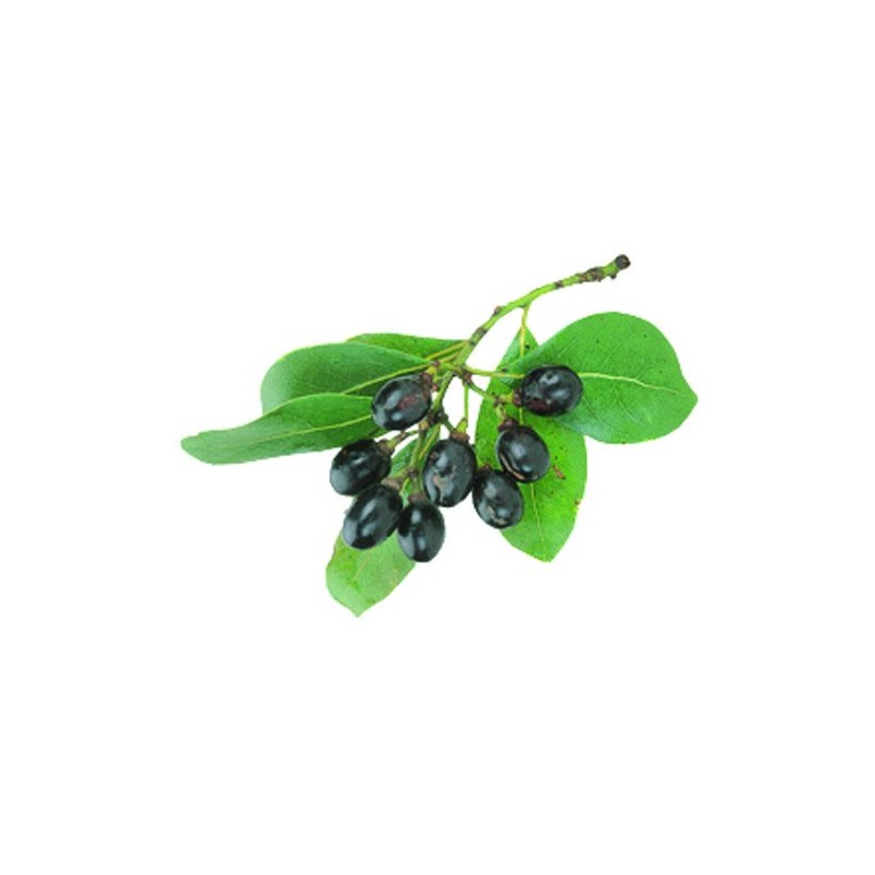 Kasabu Soap [From the soap craftsman of Aleppo]