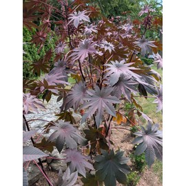 15 New Zealand Purple Ornamental Wonder Tree Seeds. Organic. Ships free.