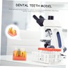 Gatuida 1pc Tooth Model Learher Gronwn Ups Teeth Teaching Model