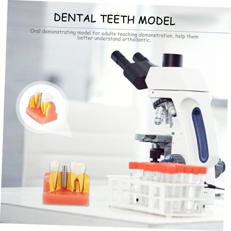 Gatuida 1pc Tooth Model Learher Gronwn Ups Teeth Teaching Model