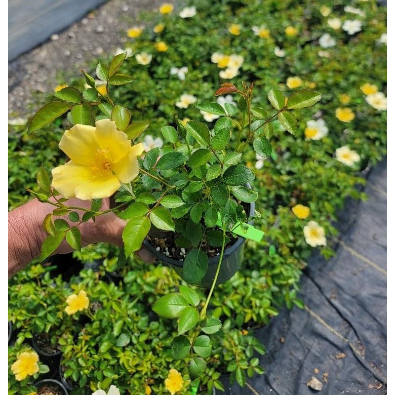 Easy Bee-zy™ Knock Out® Rose - Live Plant - (1