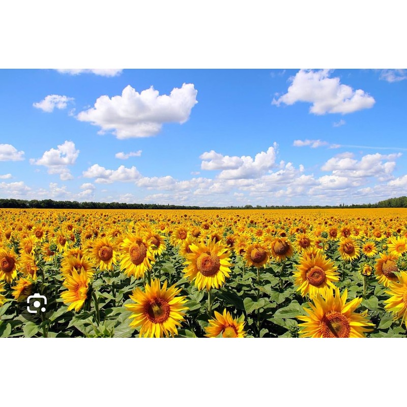 Roasted Sunflower Seeds Babkinu 500g Bundle of 8 Packages in