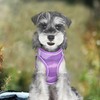 Pawsailor Step-In Dog Harness for Small Dogs, No Pull, Adjustable,