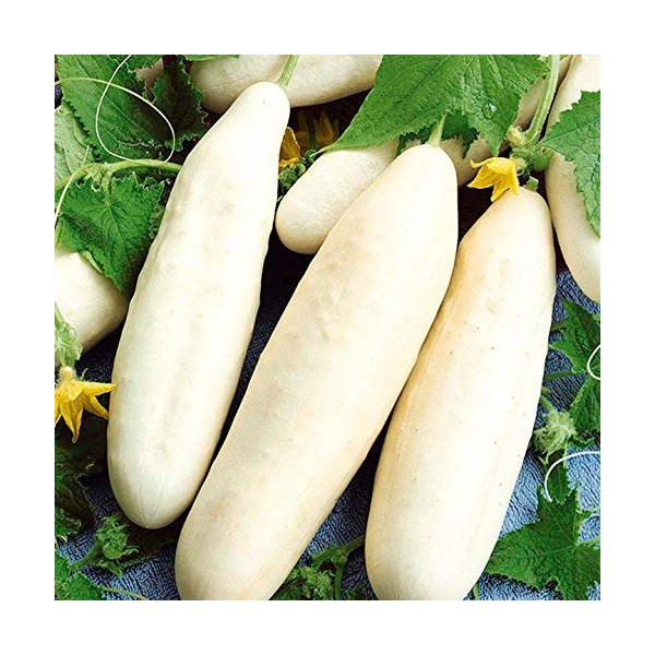 White Wonder Cucumber Seeds, 100 Heirloom Seeds Per Packet, Non