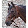Linda Tellington Jones Lindel Thoroughbred Brown