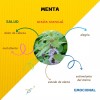 Punto Vital Aceite Esencial Menta, 100% Puro, Aromaterapia, 15ml