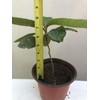 Loquat Tree 8” With Pot Seedling Tropical Ready To Plant