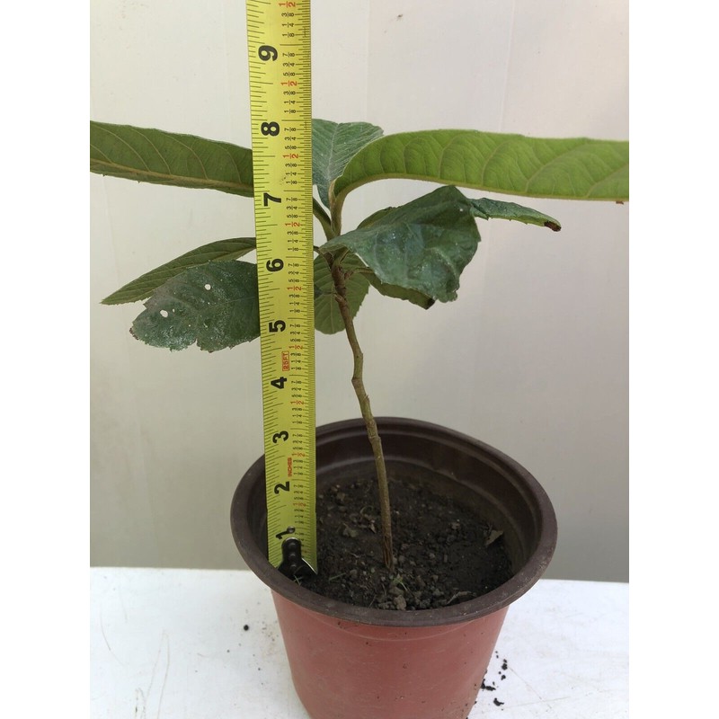 Loquat Tree 8” With Pot Seedling Tropical Ready To Plant