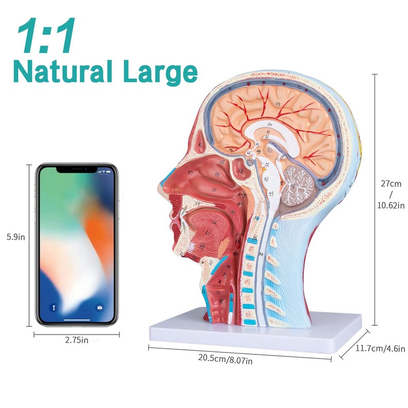 LVCHEN Face Head Muscle Model - Human Half Head &