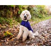 Henry Wag Quilted Dog Jacket - Stylish & Practical Dog
