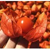 100PCS Cape Gooseberry Seeds Large Fruit Goldenberry Berry Seeds