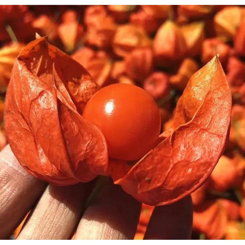 100PCS Cape Gooseberry Seeds Large Fruit Goldenberry Berry Seeds