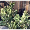 Cactus Jack Opuntia microdasys (Bunny Ears Cactus) Fresh Cuttings 7