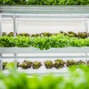 LED Plant Grow Light Strips for Indoor Plants Red &