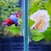 Boao 4 Pieces Betta Bed Leaf Hammock for Betta Fish,