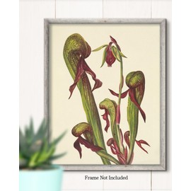 Carnivorous Plants Room Decor - Green and Burgundy Botanical Wall Art - Bedroom Decor Aesthetic - Vintage Flower Wall Decor for Bathroom or Kitchen - 8x10 unframed print