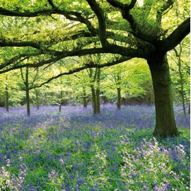 General Birthday/Blank Card - Bluebell Wood at Speke Hall - National Trust - Quality Board - Made in the UK