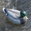 Cifavor Mallard Duck Hunting Decoys