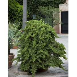 Juniper Procumbens Nana - 10 Live Plants - Drought Tolerant Evergreen Groundcover - Great for Bonsai