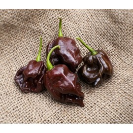 Chocolate Scotch Bonnet Heirloom Pepper Premium Seed Packet + More