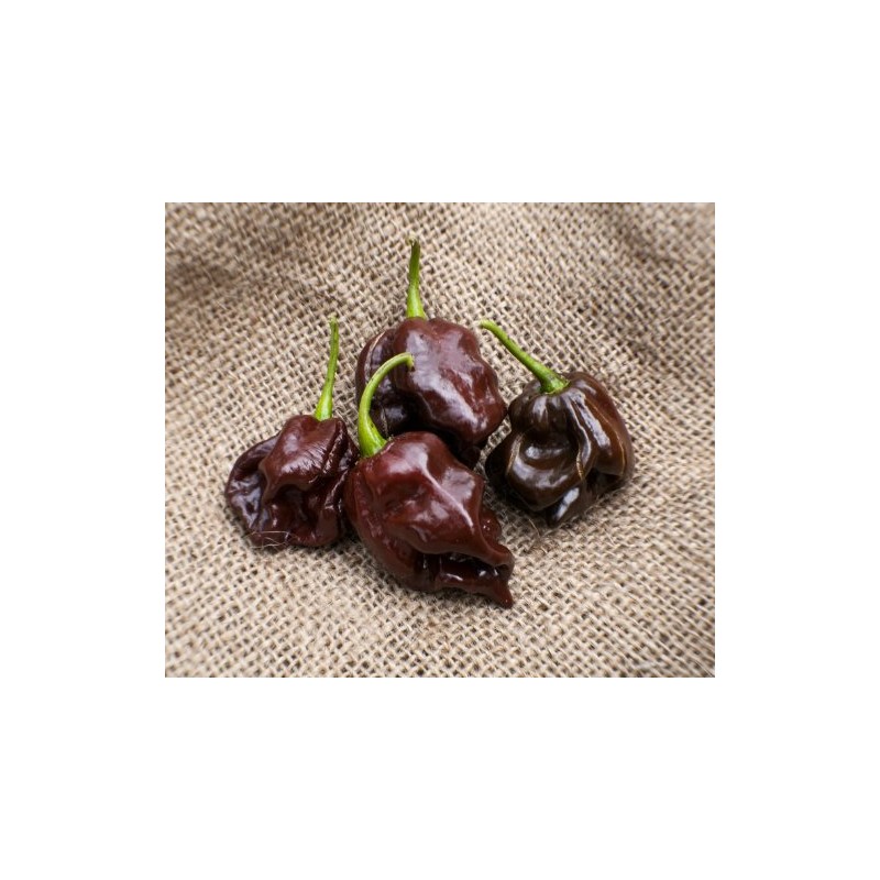 Chocolate Scotch Bonnet Heirloom Pepper Premium Seed Packet + More