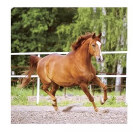 Love Balloons Bedfordshire Horse Party Napkins x20 Tableware party supplies