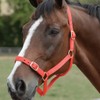 312-0123 Roma Headcollar/Leadrope Set (Red/Navy, Cob)
