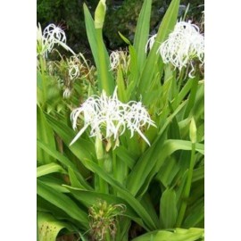 Unbranded White Spider Crinum Lily Amoenum - Giant Flowering - Live Rooted Starter Plant