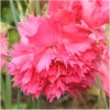 Carnation 3 - Grenadin Rose Carnation Seeds For Planting (Dianthus