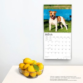 Staffordshire Bull Terriers | 2023 12 x 24 Inch Monthly Square Wall Calendar | BrownTrout | Staffies Dog Breeds DogDays