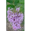 MrTreeUSee Lilac Purple Crepe Myrtle 5+ FRESH cuttings Beautiful Fragrant