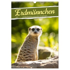 Erdmännchen, putzige Kerlchen mit großen Knopfaugen (Wandkalender 2025 DIN A3 hoch), CALVENDO Monatskalender [Calendar] Sabine Löwer