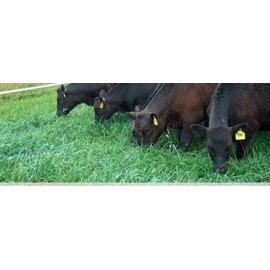 Seed Ranch (On Backorder) Persist Orchard grass Seed - Certified - 5 Lbs.